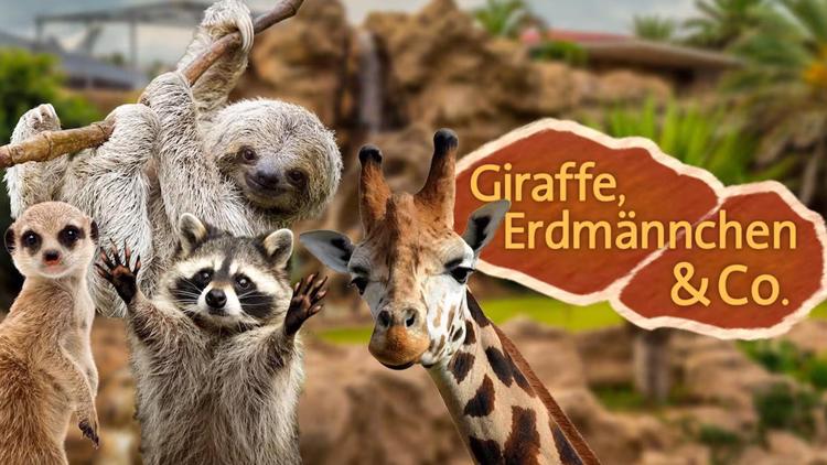 Постер Giraffe, Erdmännchen & Co. XL