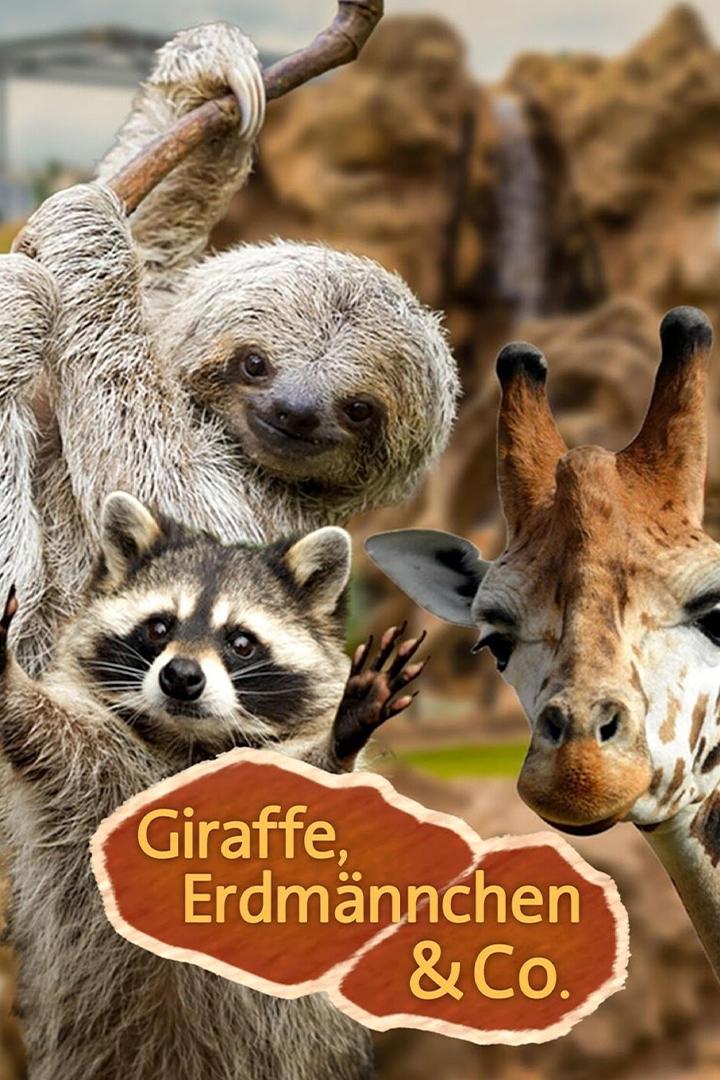 Giraffe, Erdmännchen & Co. XL (giraffe-erdmnnchen-co-xl) Познавательное