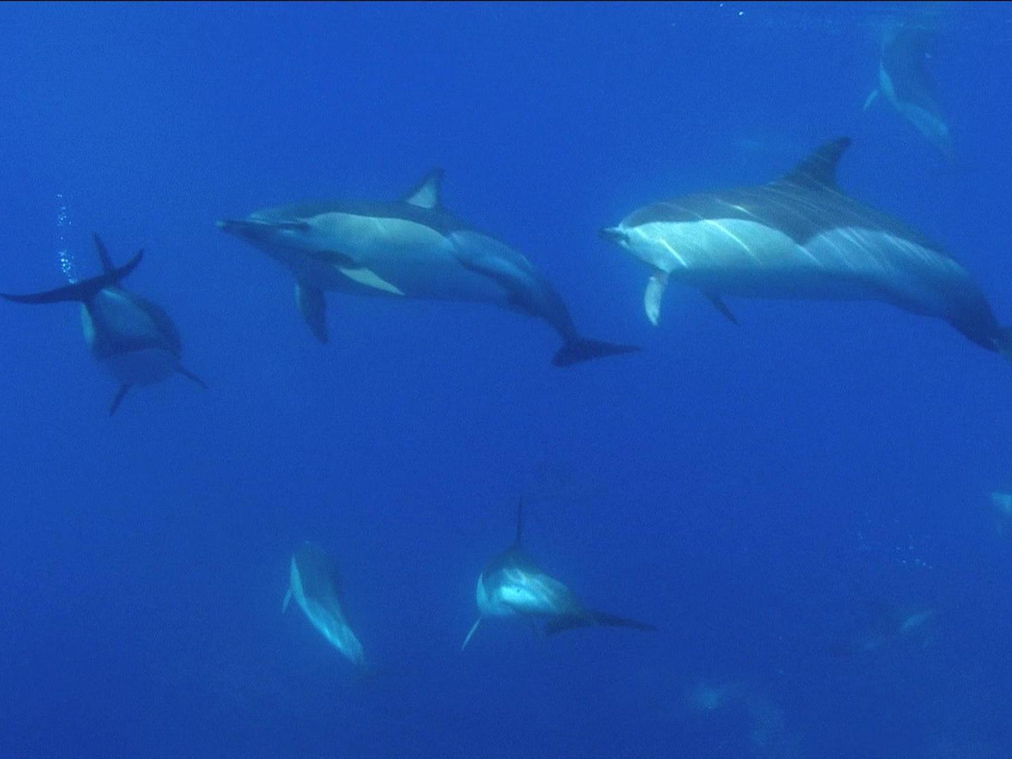 Дельфины и киты: Обитатели океана (delfiny-i-kity-obitateli-okeana) Документальный фильм