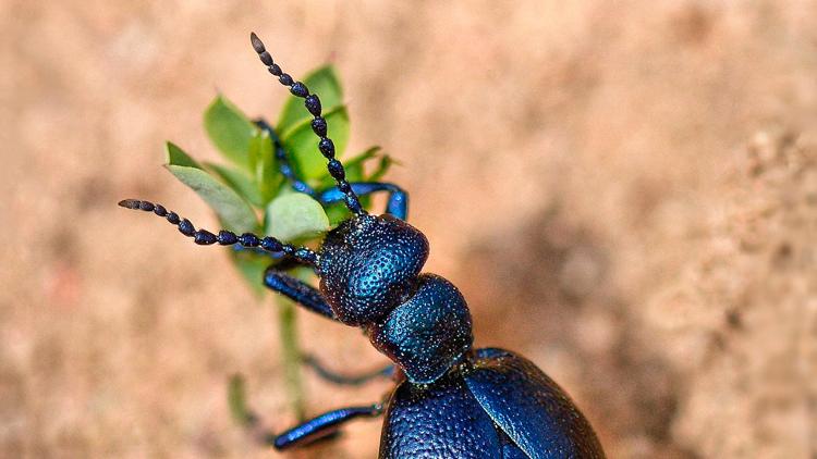 Постер La grande parade des insectes