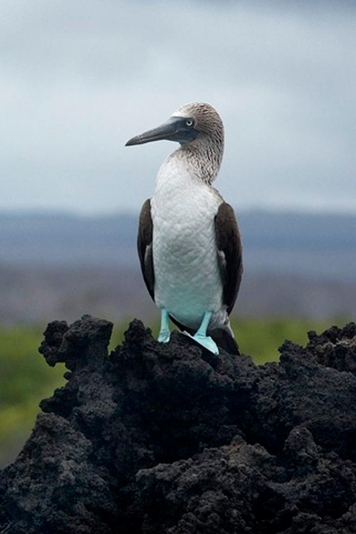 Galapagos (galapagos) Документальный сериал
