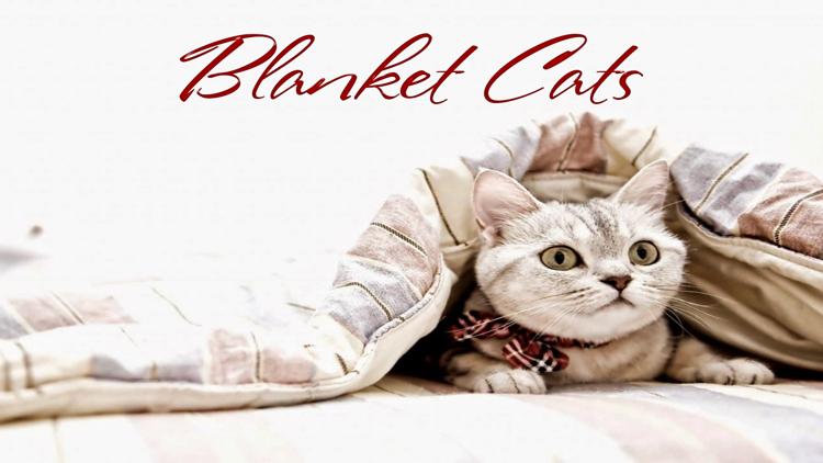 Постер Blanket Cats