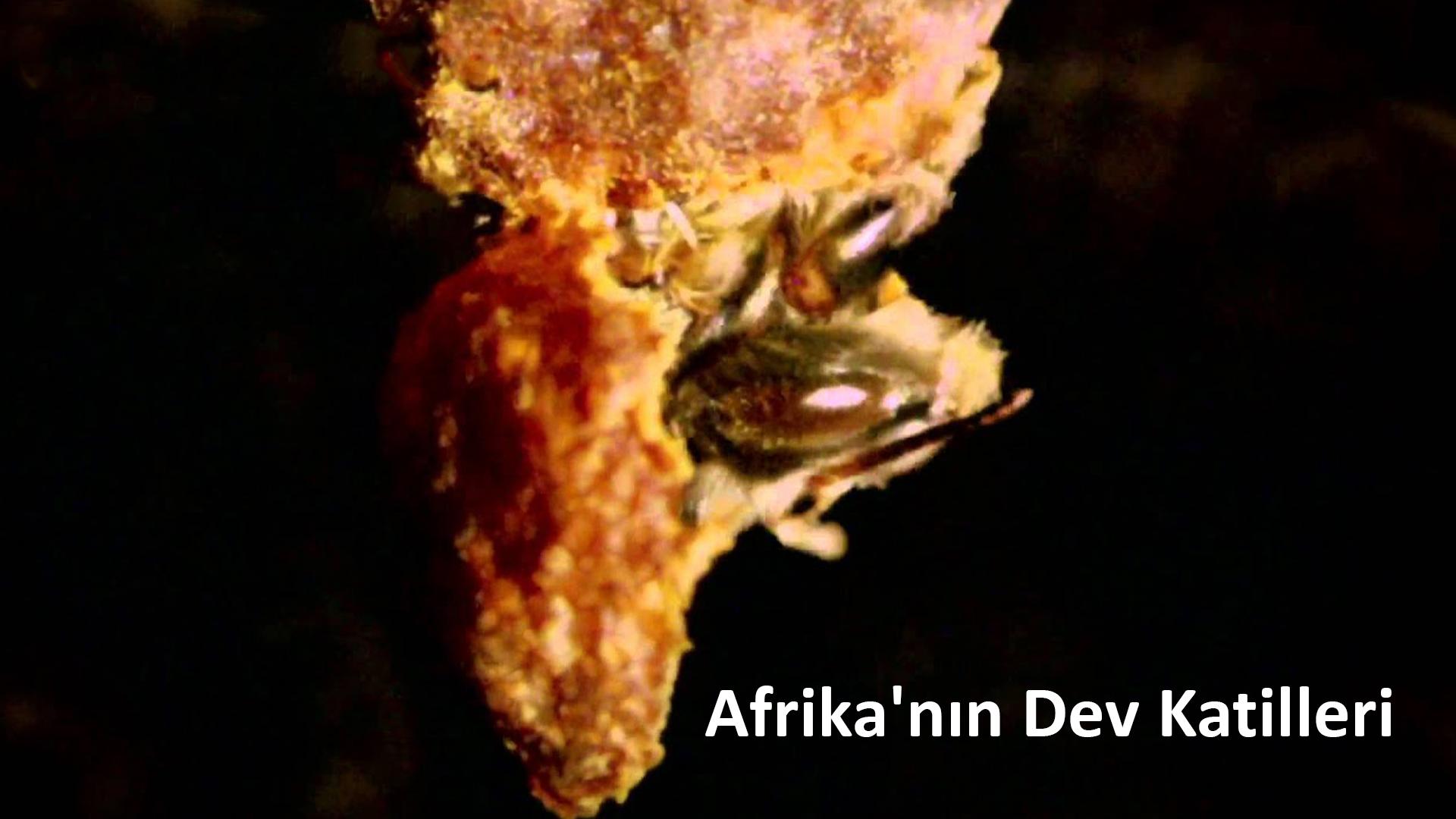 Afrika'nın Dev Katilleri (afrikann-dev-katilleri) Документальный фильм