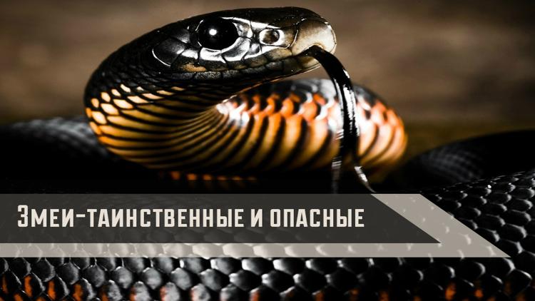 Постер Змеи-таинственные и опасные