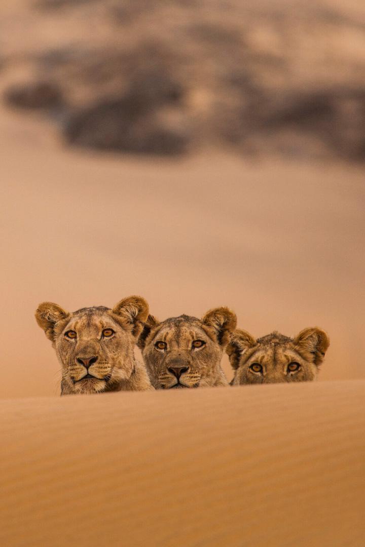 Los leones de la Costa de los Esqueletos (los-leones-de-la-costa-de-los-esqueletos) Познавательное