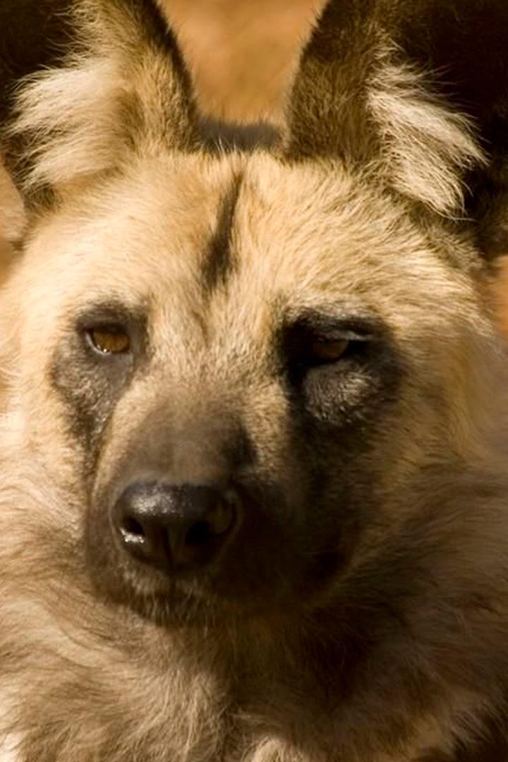 Стая (staja) Документальный сериал
