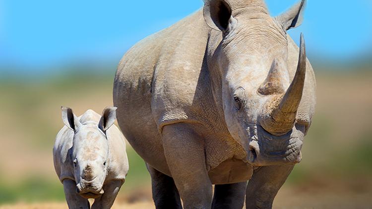 Постер Rhinocéros: l'art d'élever sa famille