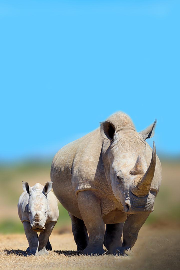 Rhinocéros: l'art d'élever sa famille (rhinocros-lart-dlever-sa-famille) Документальный фильм