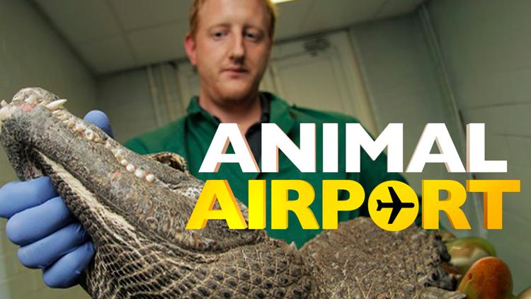 Постер Animalele de pe aeroport