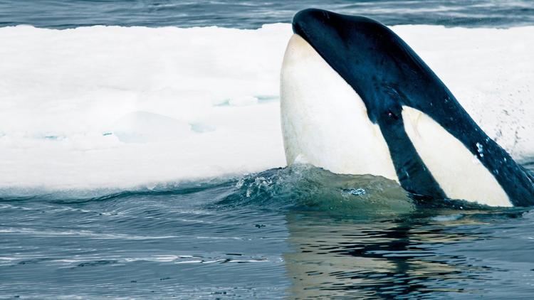 Постер Expedition Killer Whale