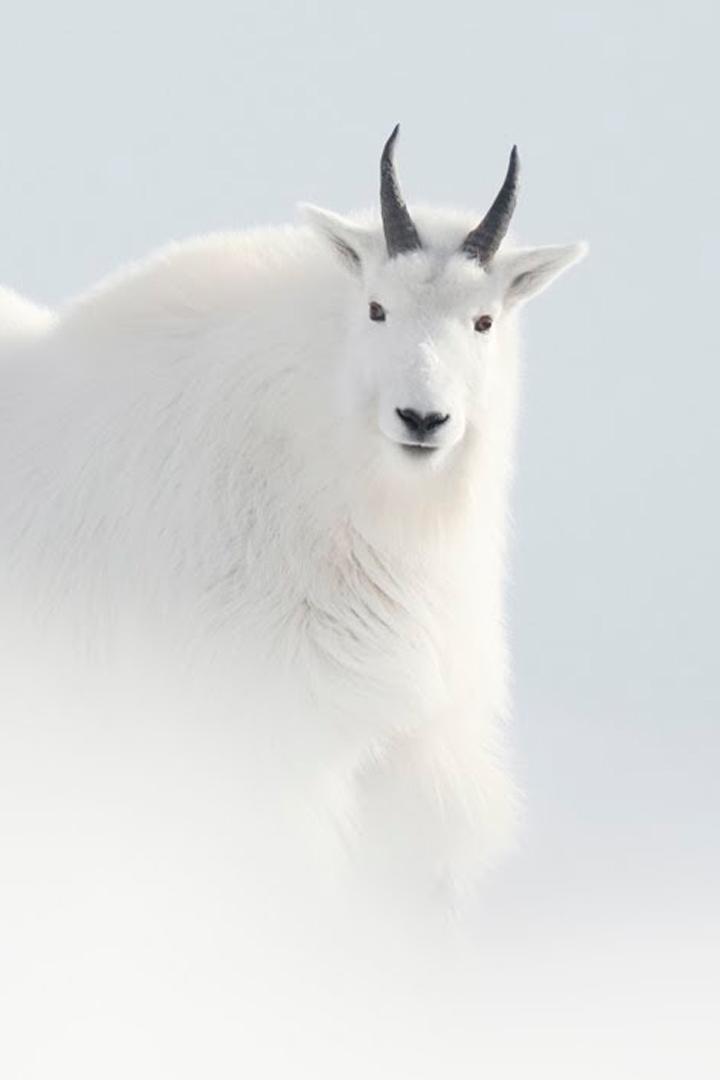 A White Dream (a-white-dream) Документальный фильм
