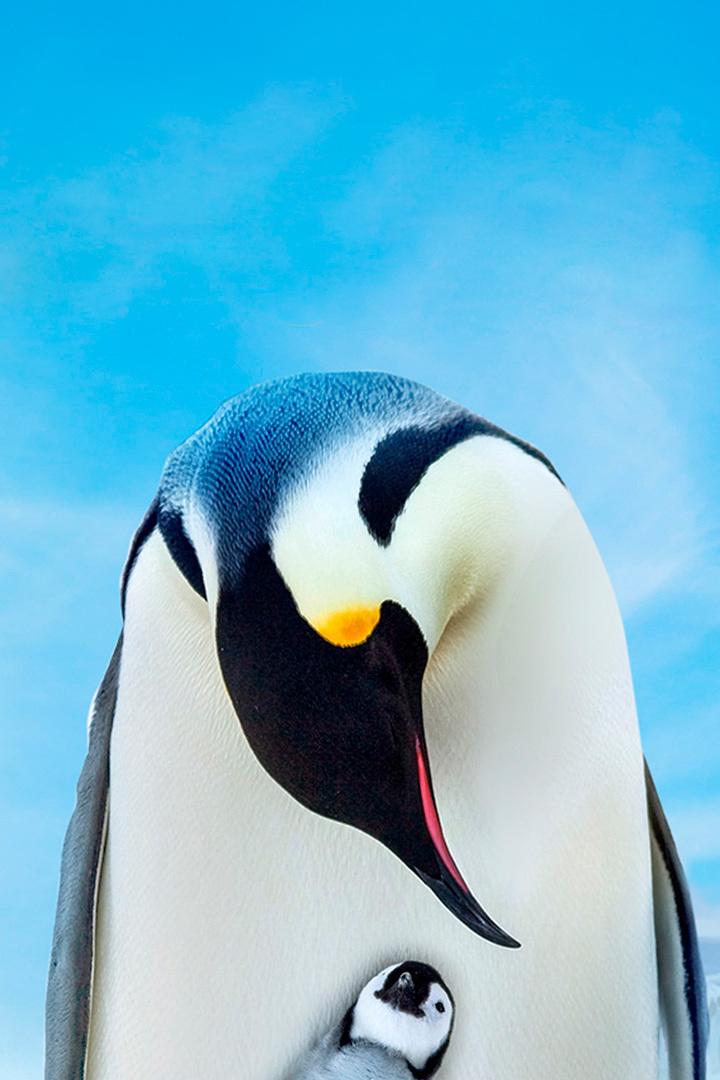 Snow Chick: A Penguin's Tale (snow-chick-a-penguins-tale) Документальный фильм