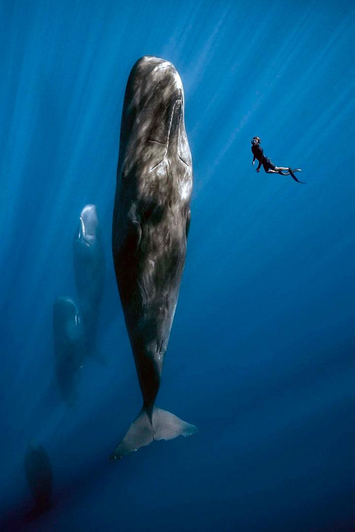 Patrick et la baleine (patrick-et-la-baleine) Документальный фильм