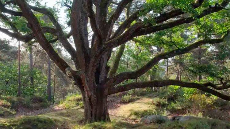 Постер Europe’s Oak Trees - Nature’s Great Adapters