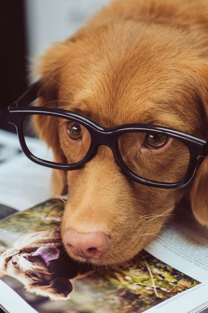 Как корректируется зрение у домашних животных? (kak-korrektiruetsja-zrenie-u-domashnih-zhivotnyh) Познавательное