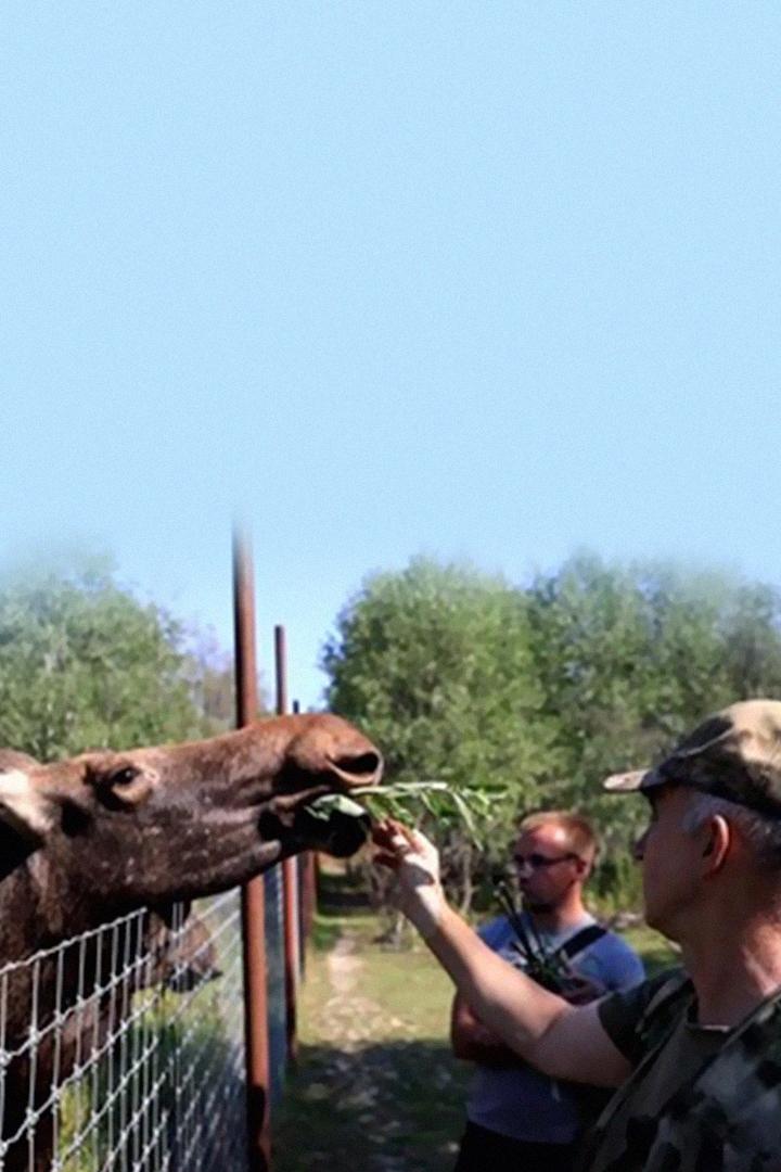 Дикое сафари (dikoe-safari) Познавательное