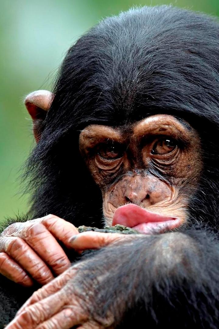 Le regard du singe (le-regard-du-singe) Документальный фильм
