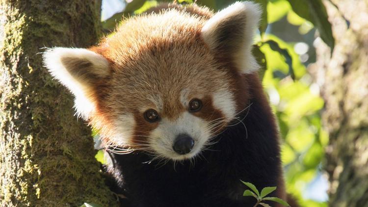 Постер Der Kleine Panda Verborgen im Himalaya