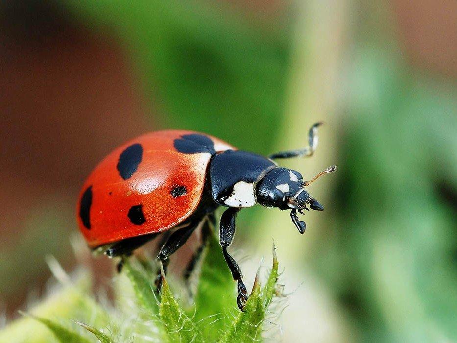 Сто вопросов о животных (sto-voprosov-o-zhivotnyh) Досуг, хобби
