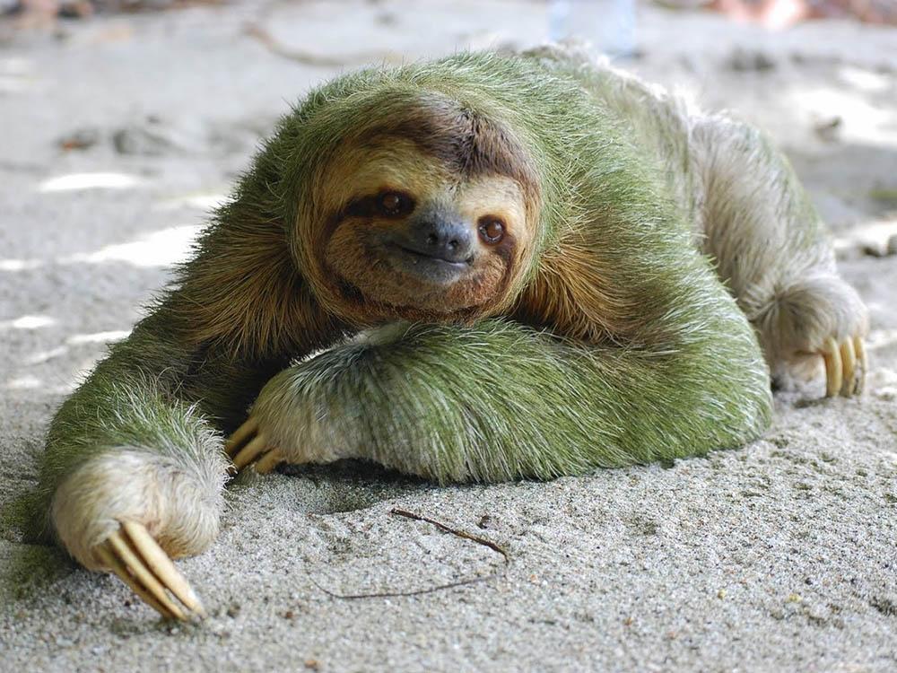 Коста-Рика: приют ленивцев (kosta-rika-prijut-lenivtsev) Документальный фильм