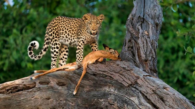 Постер Predador vs. presa Leones