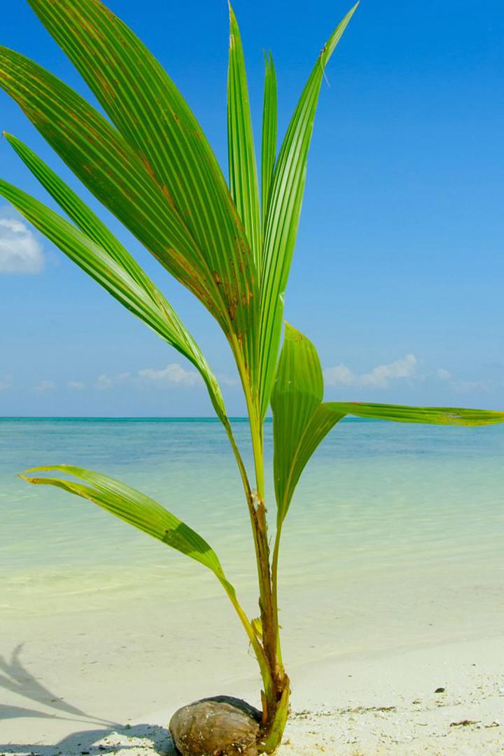 La naturaleza de nuestro planeta tierra (la-naturaleza-de-nuestro-planeta-tierra) Документальный сериал