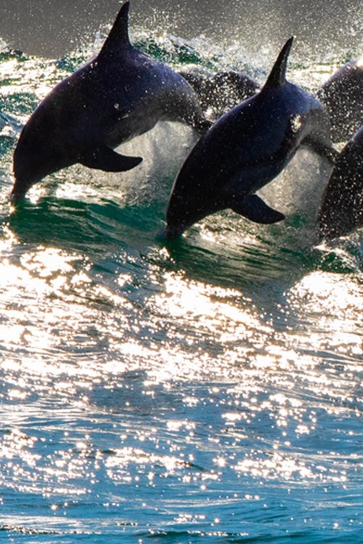 The Ocean's Greatest Feast (the-oceans-greatest-feast) Познавательное