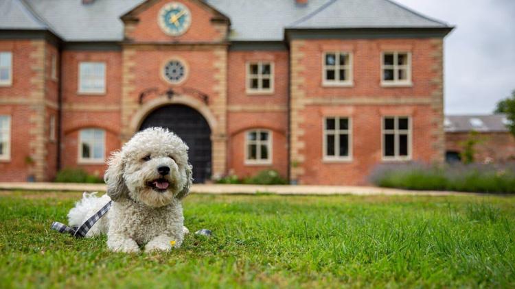 Постер La dog Académie