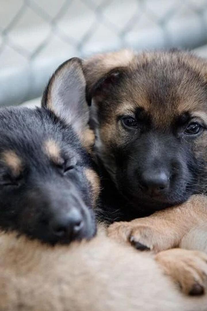 L'école des chiots (lcole-des-chiots) Досуг, хобби