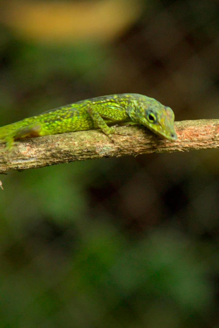 Анолис из Мартиники (anolis-iz-martiniki) Документальный фильм