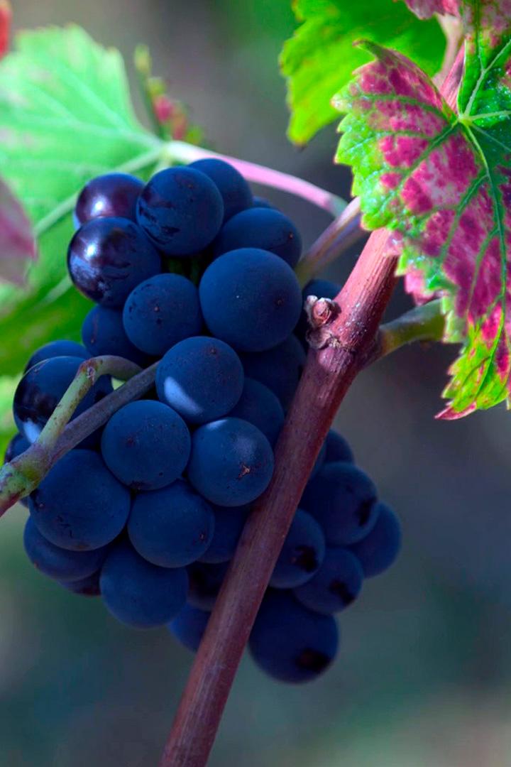 Дегустация вина в Бургундии (degustatsija-vina-v-burgundii) Документальный фильм