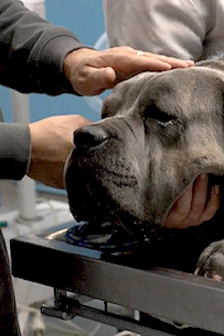 Une vie au service des animaux (une-vie-au-service-des-animaux) Документальный фильм