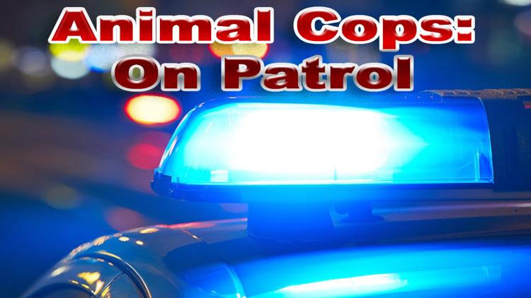 Постер Animal Cops: On Patrol