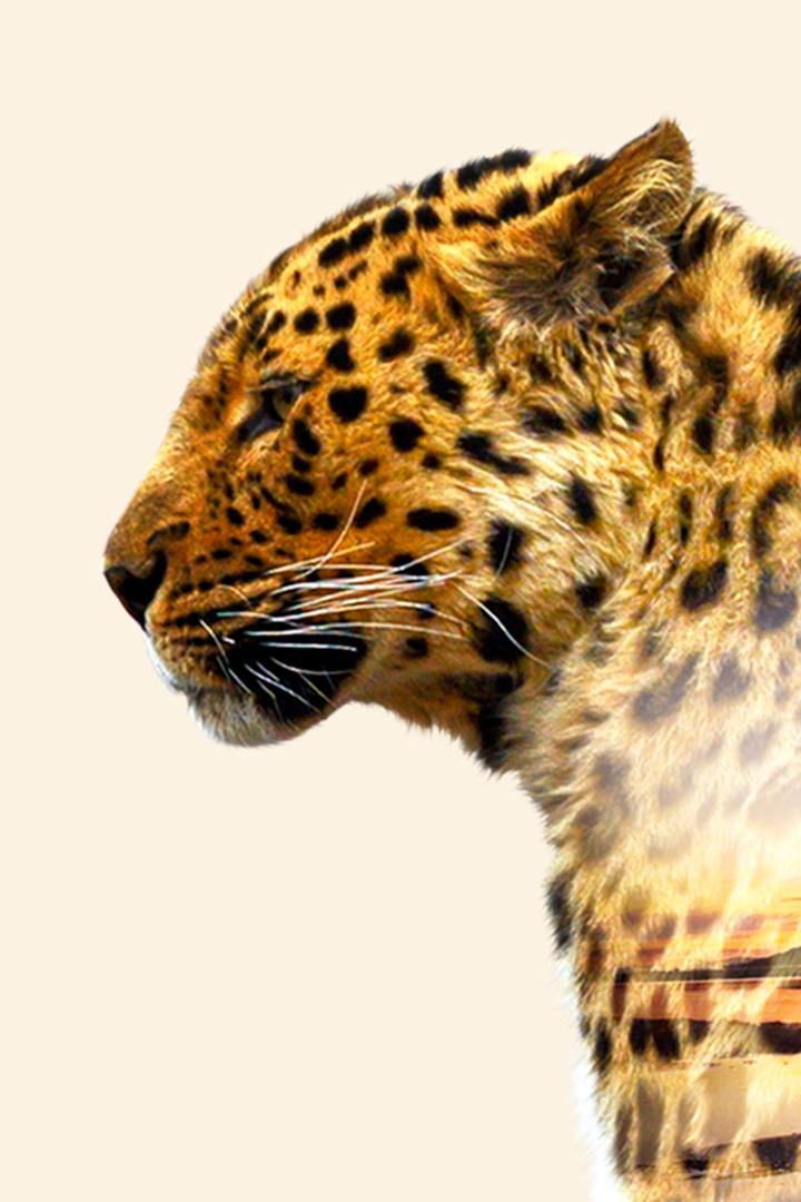 Великолепная способность леопарда к адаптации (velikolepnaja-sposobnost-leoparda-k-adaptatsii) Познавательное