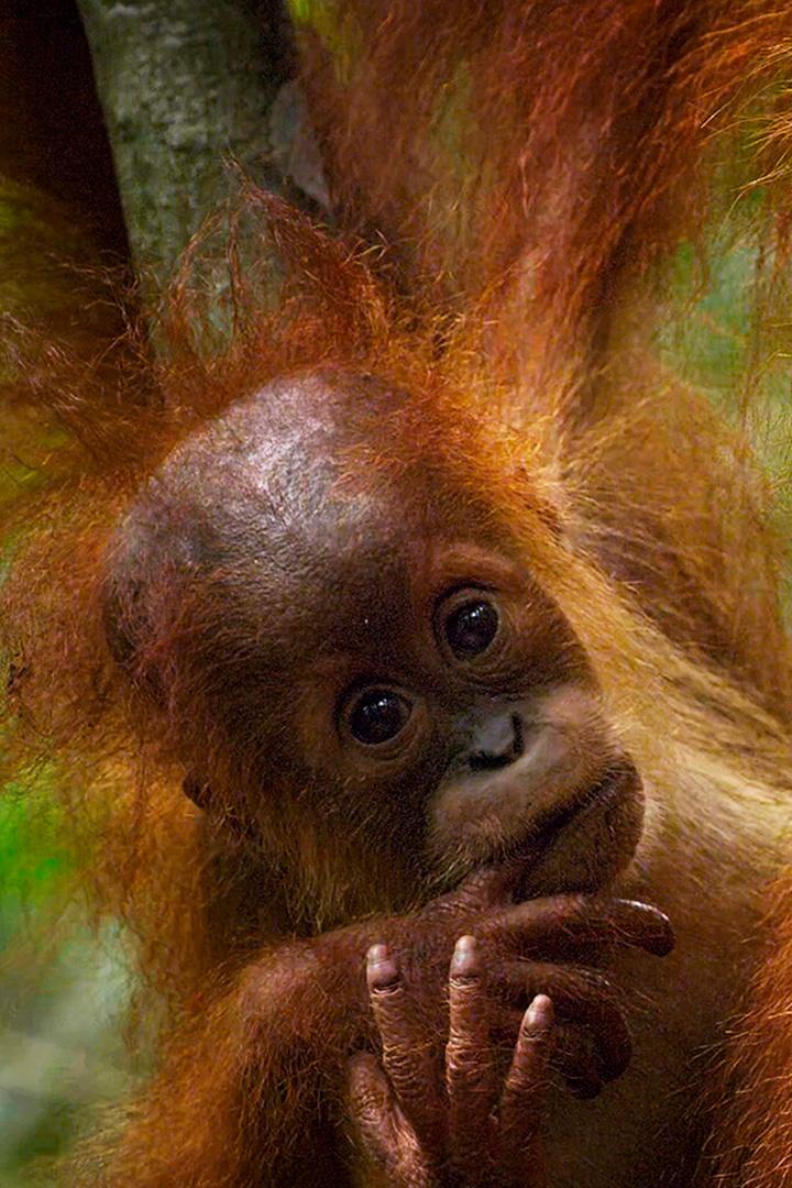 Воспитание молодых орангутанов в Индонезии (vospitanie-molodyh-orangutanov-v-indonezii) Документальный фильм