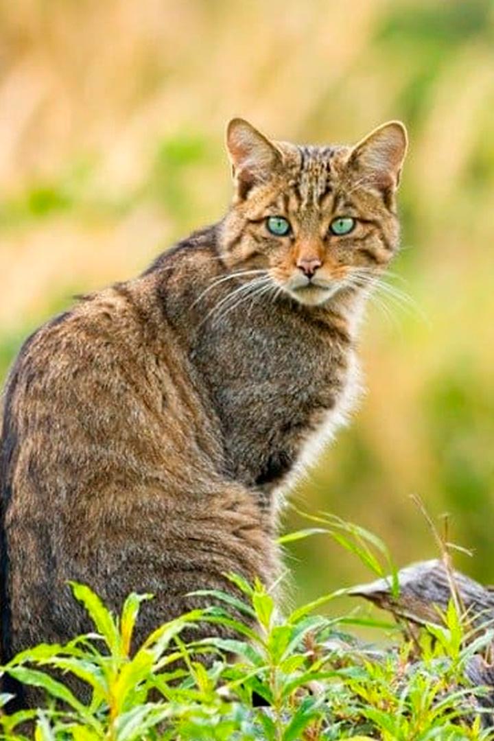 Европейские кошки (evropejskie-koshki) Документальный фильм