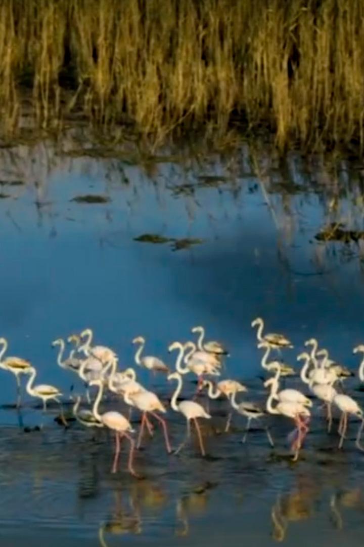 Корсиканские розовые фламинго и пруд Бигулья (korsikanskie-rozovye-flamingo-i-prud-bigulja) Документальный фильм