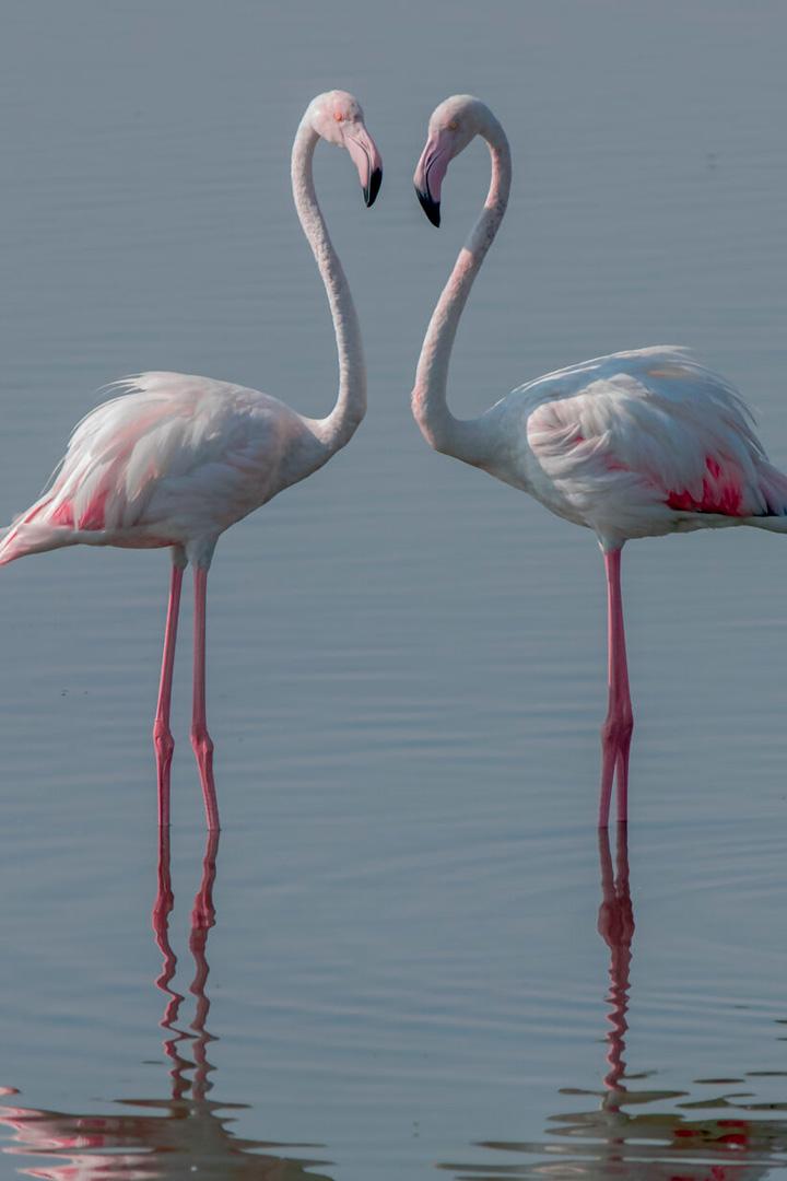 Розовые фламинго из Катара (rozovye-flamingo-iz-katara) Познавательное