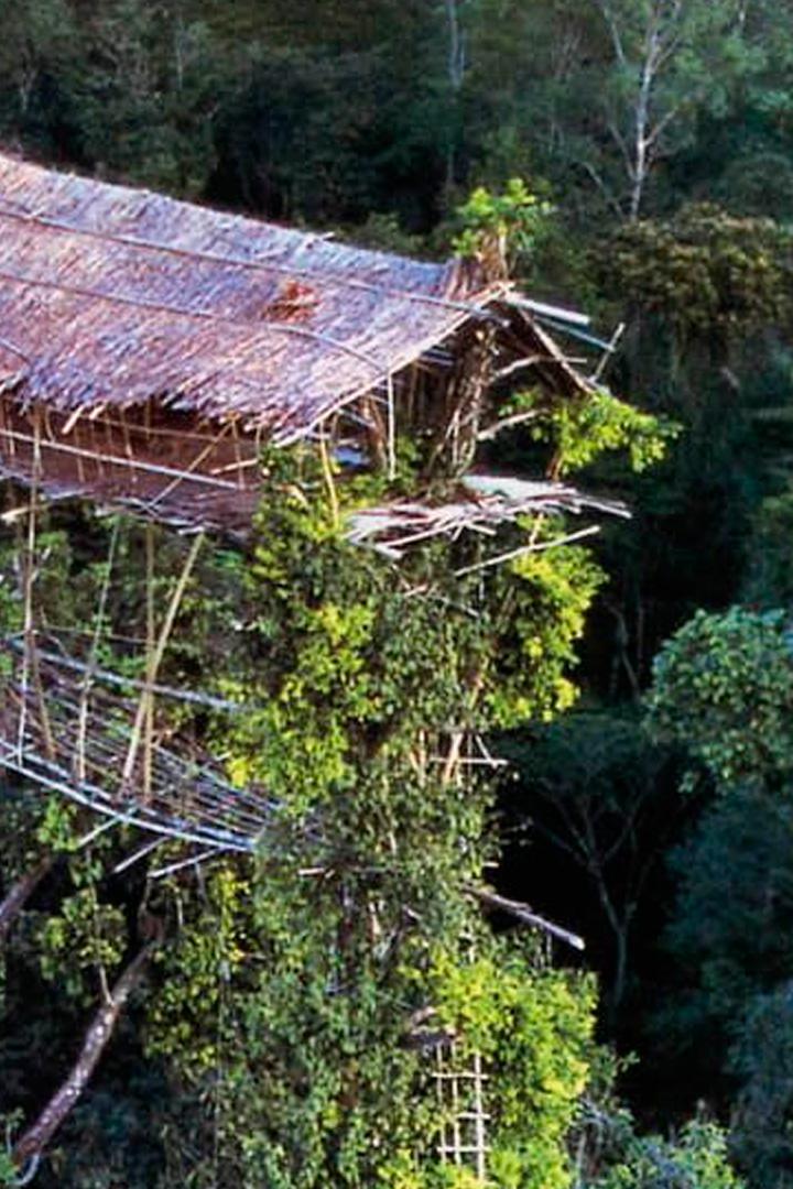 Строительство домов на деревьях в Западном Папуа (stroitelstvo-domov-na-derevjah-v-zapadnom-papua) Документальный фильм