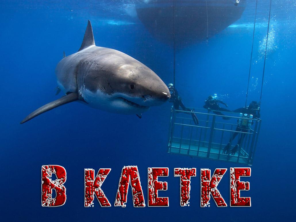 В клетке (v-kletke) Документальный фильм
