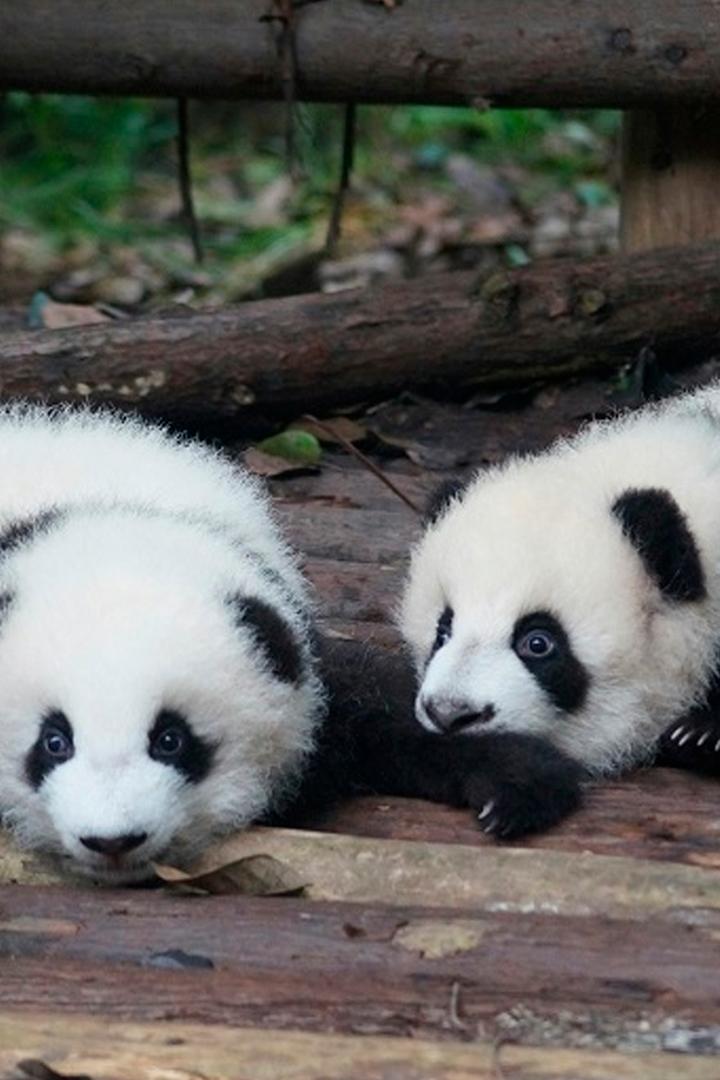 Королевство большой панды (korolevstvo-bolshoj-pandy) Документальный сериал