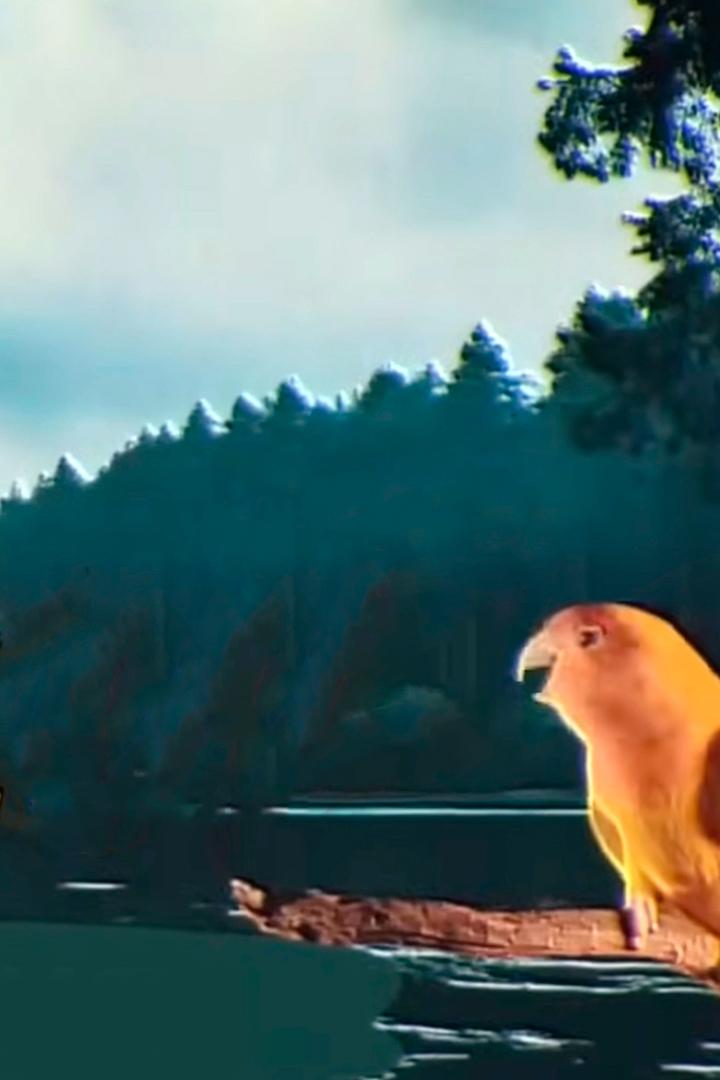 Зверские заблуждения (zverskie-zabluzhdenija) Познавательное