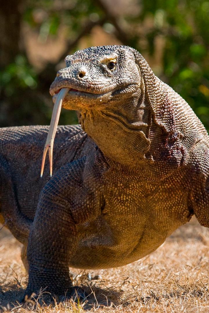 Водный мир Комодо (vodnyj-mir-komodo) Документальный сериал