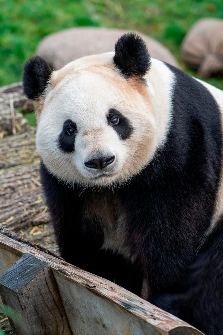 Панда. Путь домой (panda-put-domoj) Документальный фильм