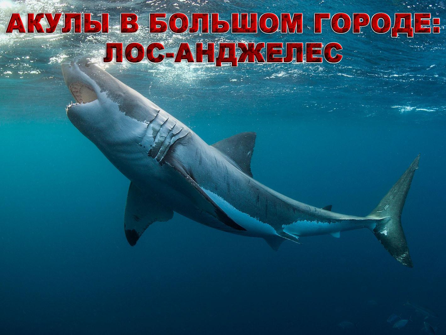 Акулы в большом городе: Лос-Анджелес (akuly-v-bolshom-gorode-los-andzheles) Документальный фильм