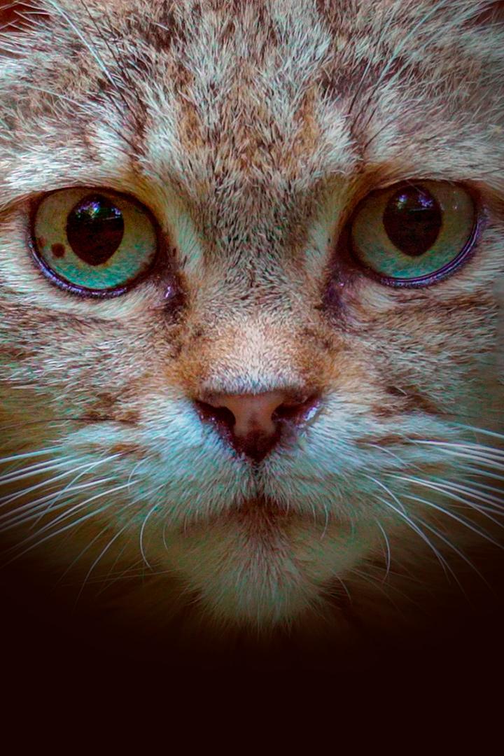Wie die Katze die Welt eroberte (wie-die-katze-die-welt-eroberte) Документальный фильм