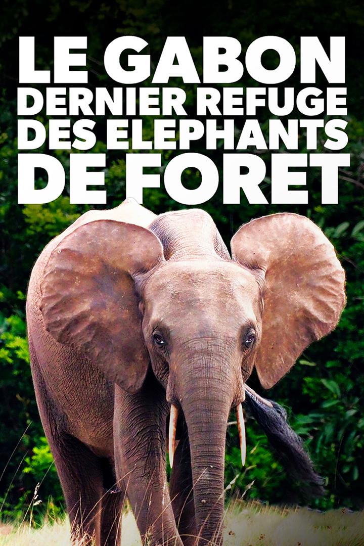 Le Gabon, dernier refuge des éléphants de forêt (le-gabon-dernier-refuge-des-lphants-de-fort) Документальный фильм