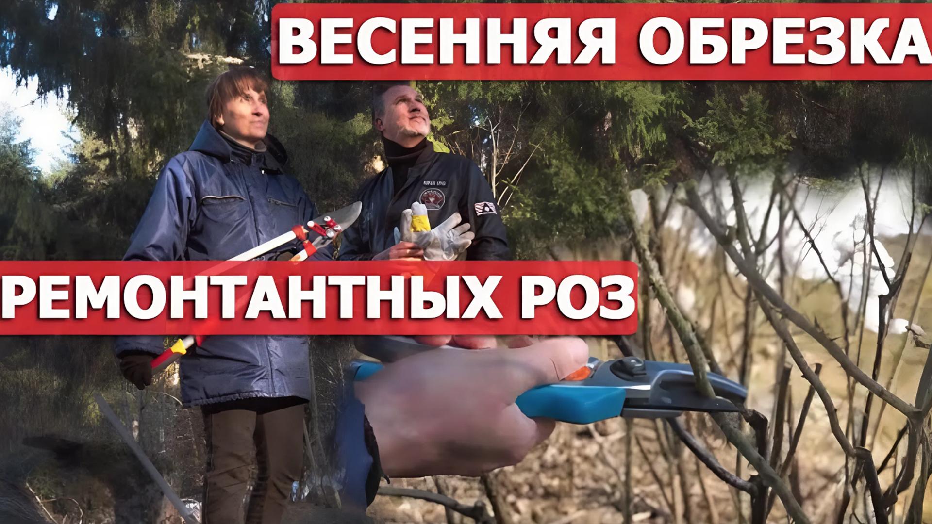 Обрезка повторно цветущих гибридов ругоз (obrezka-povtorno-tsvetuschih-gibridov-rugoz) Досуг, хобби