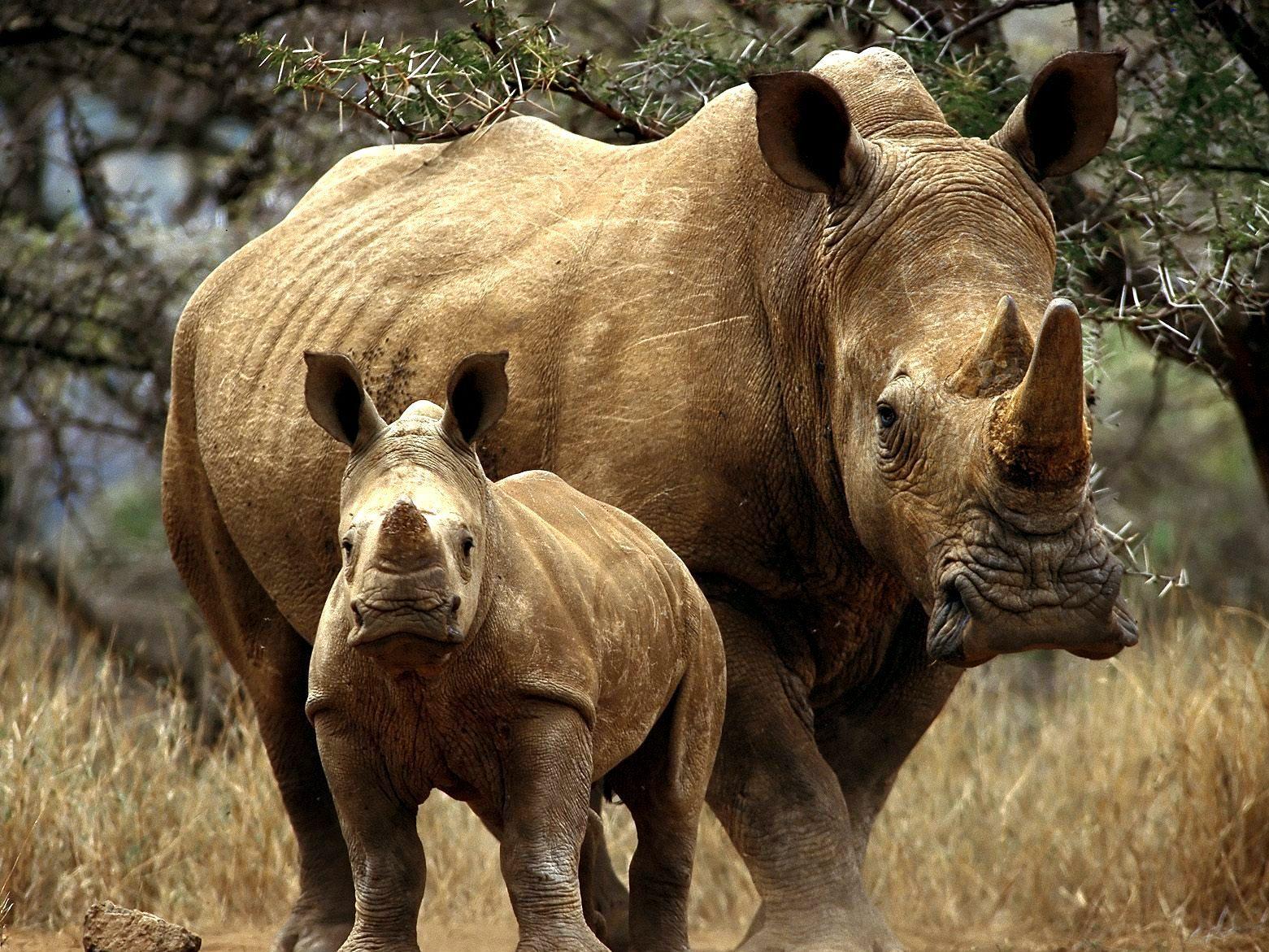 На защите носорогов (na-zaschite-nosorogov) Документальный сериал