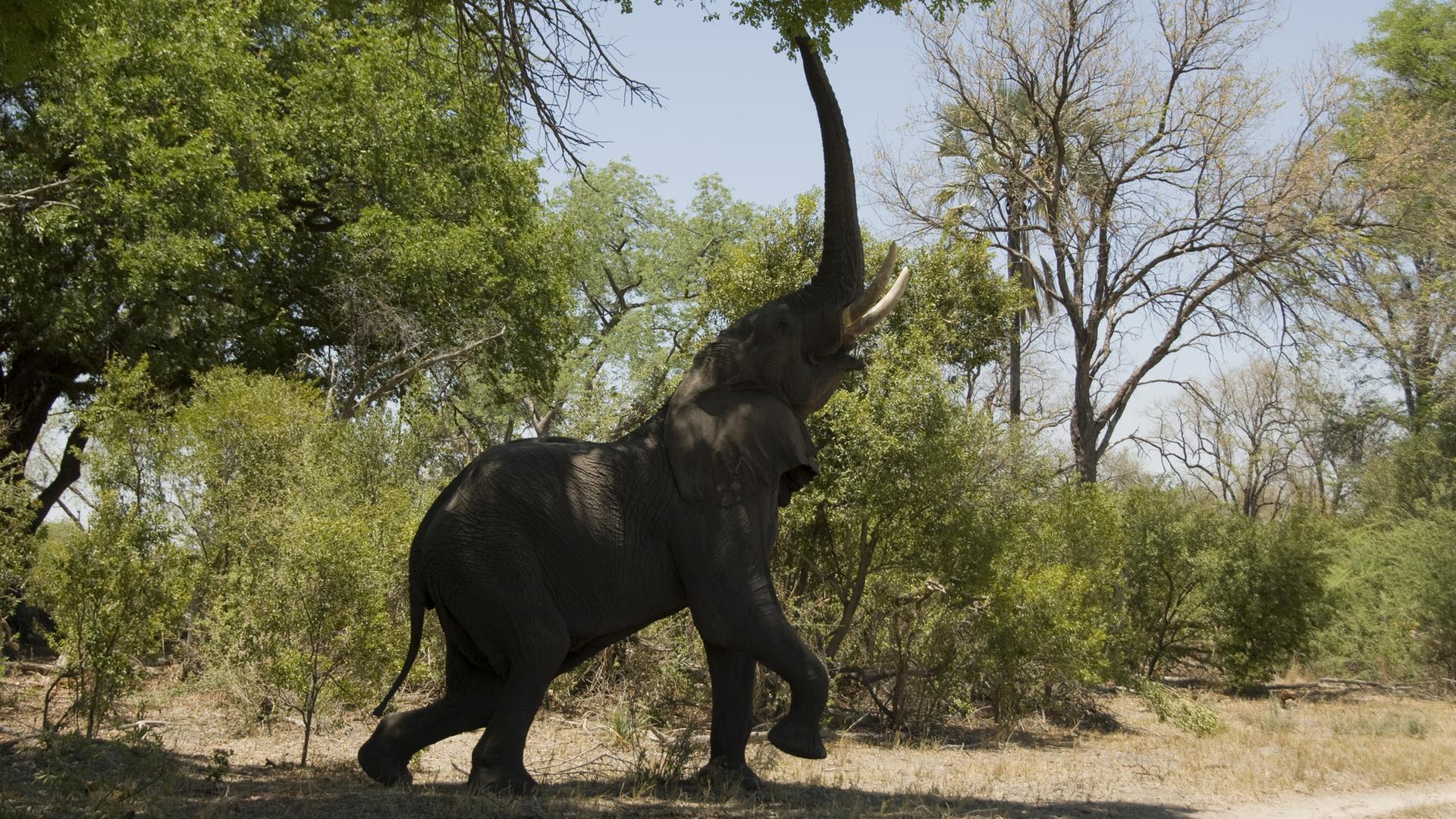 Почти человек: жизнь слона (pochti-chelovek-zhizn-slona) Документальный фильм